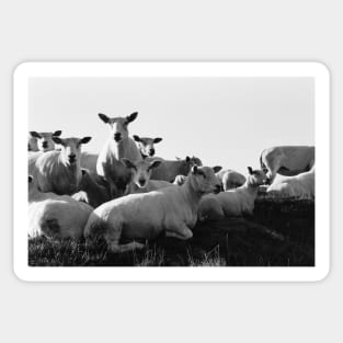 Norwegian Sheep Sticker